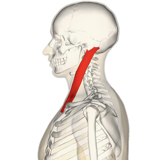 Sternomastoid muscle lateral2